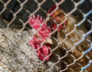pair rooster and chicken