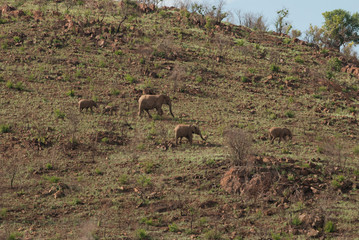 A herd of African elephants in Pilanesberg national park, on a hill slope, South Africa