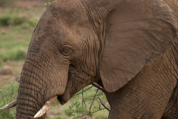 A close-up of an African elephant head in Pilanesberg national park in South Africa