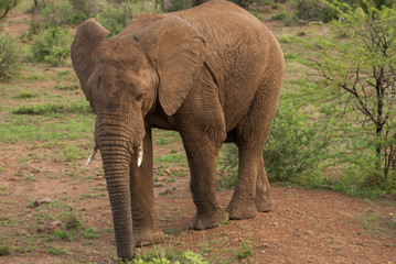 An African elephant in a national park in South Africa