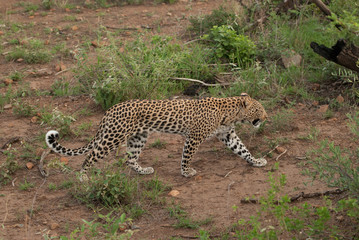 A leopard walking through bushes in Pilanesberg national park in South Africa