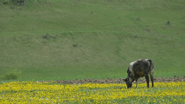A lonely cow is grazing in the distance on a field full of dandelions in the springtime.