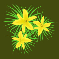 Asiatic Lily"Butter Pixie",lilium yellow flower. Vector illustration
