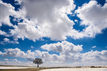 Einsamer Baum vor Himmel mit Wolken und verdeckter Sonne
