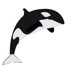 orca - killer whale vector illustration. great as logo element