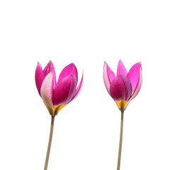 Pink tulip (Tulipa pulchella) flowers isolated on white background
