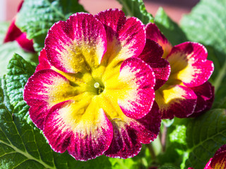 flor roja y amarilla
