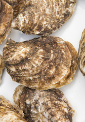 fresh oysters