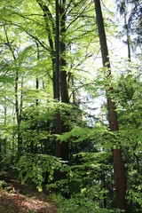 Mischwald im Frühling