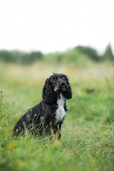 Black Dog Spaniel portrait on a green grass lawn