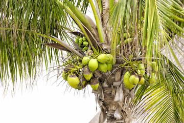 Fototapeta premium sweet coconut tree