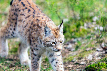Naklejka na ściany i meble Juvenile European Lynx
