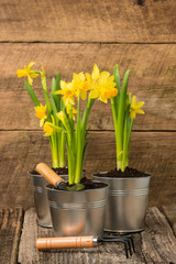 Daffodils on Rustic Background Portrait