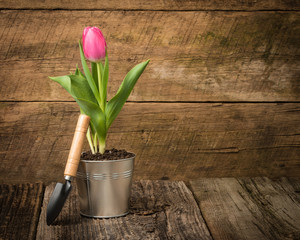 Pink Tulip on Wood Background