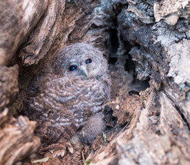 Chouette hulotte 