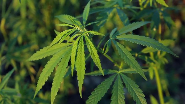 Green Cannabis (Marijuana) plants, zoom in