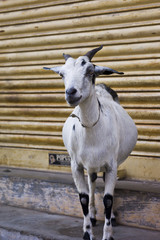 white goat, yellow background