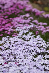 Obraz premium Flowers