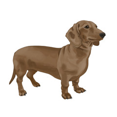 Dachshund, dog, one, white background, isolated