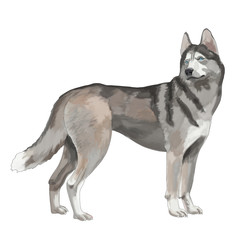 Fototapeta premium Husky, dog, one, white background, isolated, standing, gray, white, blue eyes