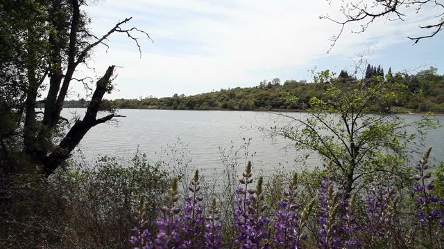Purple Lupine Green Plants Swaying In Breeze Riverbank
