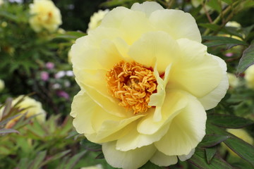 牡丹　ハイヌーン