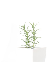 ローズマリーの鉢植え