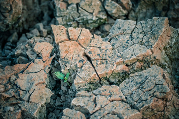 Cactus in pots on wooden floor.