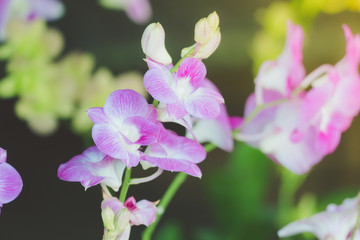 The background image of the colorful flowers