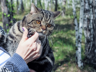 Кот в лесу на руках