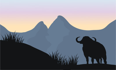 one bull silhouette of scenery