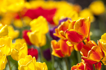 tulip flowers in garden with bright colors in yellow and red