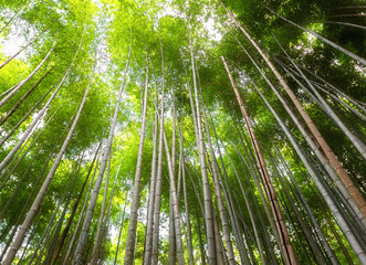 Fototapeta na wymiar Bamboo forest at Arashiyama, Kyoto, Japan