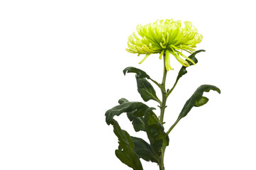 Yellow- green chrysanthemum/Close- up of chrysanthemum flower with a stem and leaves on a white background
