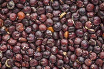 black quinoa grain macro