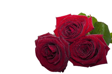 Three red roses/Close-up of three red roses on a white background