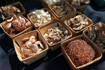 different mushrooms