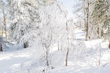 Beautiful winter landscape.