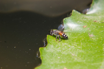 Bee drinking water