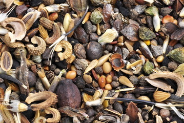 Closeup on collection of seed from many different wild flowers