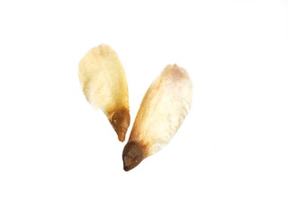 Seeds from Norway Spruce isolated on white background