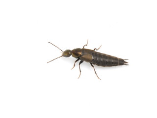 Shiny rove beetle isolated on white background