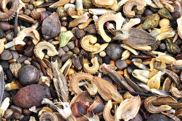 Closeup on collection of seed from many different wild flowers © hhelene