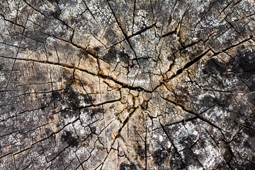 Old cracked stump texture background 