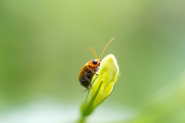 Closeup insect on flower bud blurry background 