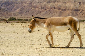 Naklejka na ściany i meble The onager (Equus hemionus) is a brown Asian wild donkey inhabiting nature reserve park near Eilat