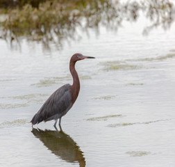 Rare Reddish Egret