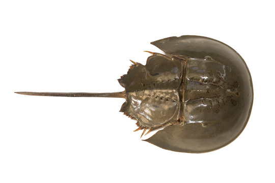 Horseshoe crab or Limulus polyphemus in the upper surface shot from top view isolated on white background. Horseshoe crab's blue blood is vital resource for medical purposes so it's very expensive.