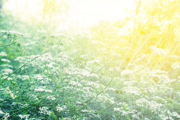 Fototapeta premium Meadow Flower Soft Focus