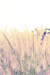 Fototapeta premium maedow flower field, abstract maedow background soft focus